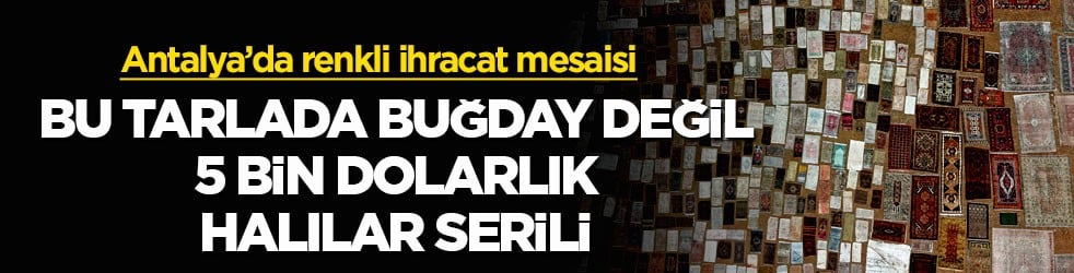 Antalya’da renkli ihracat mesaisi! Bu tarlada buğday değil, 5 bin dolarlık halılar serili