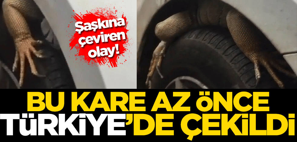 Antalya'da şaşkına çeviren olay! İguana...