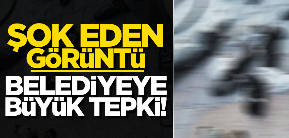 Antalya'daki barınakta şok eden görüntüler!
