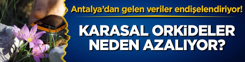 Antalya’dan gelen veriler endişelendiriyor! Karasal orkideler neden azalıyor?