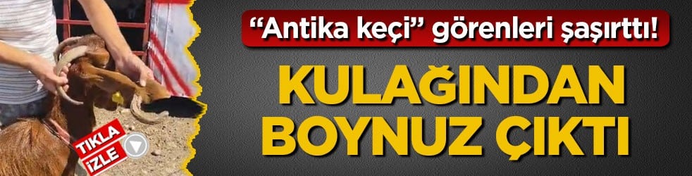 "Antika keçi" görenleri şaşırttı! Kulağından boynuz çıktı