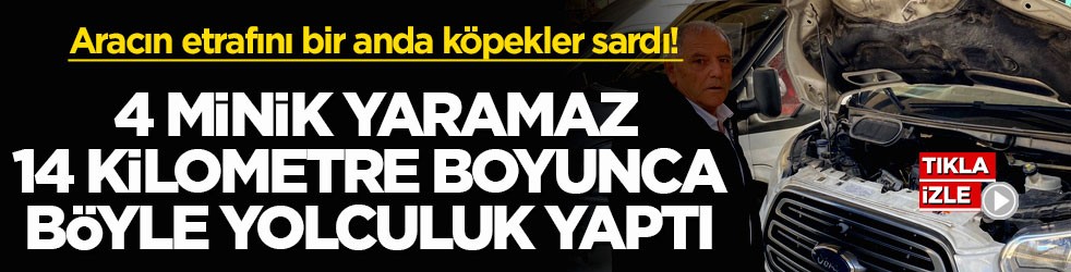 Aracın etrafını bir anda köpekler sardı! 4 minik yaramaz 14 kilometre boyunca böyle yolculuk yaptı