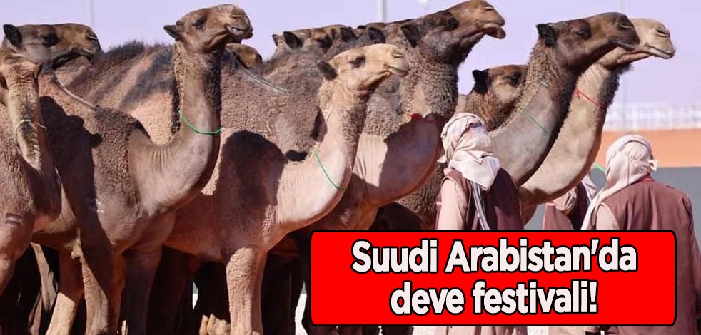 Arap develeri sahnede: Suudi Arabistan'da deve festivali!