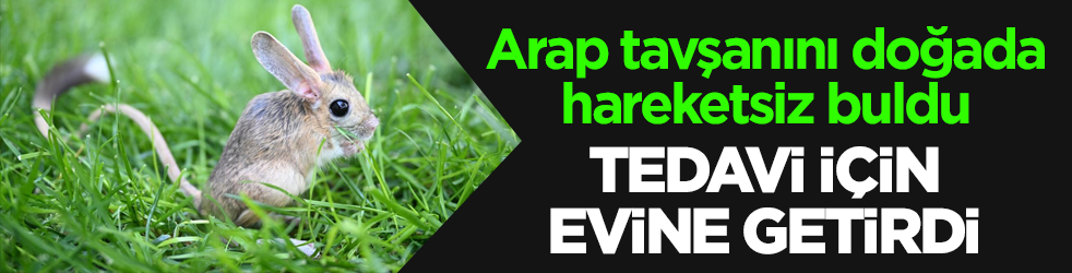 Arap tavşanını doğada hareketsiz buldu! Tedavi için evine getirdi