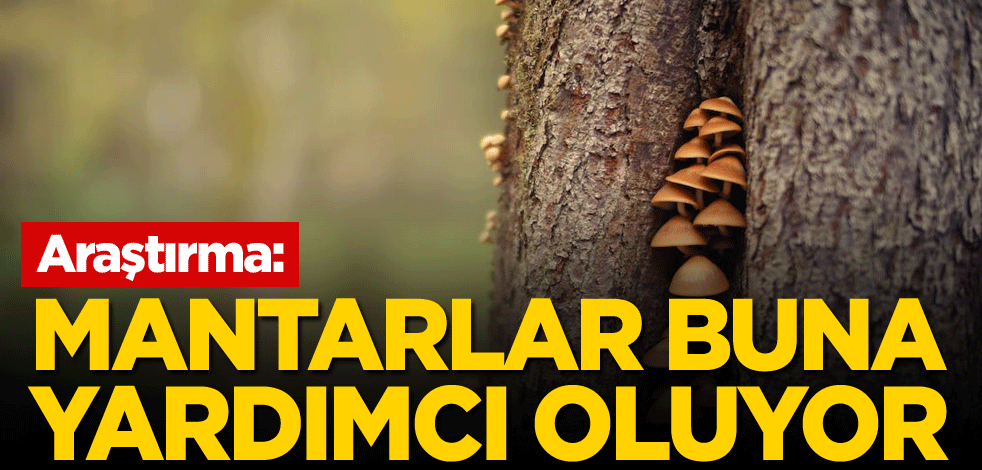 Araştırma: Mantarlar buna yardımcı oluyor