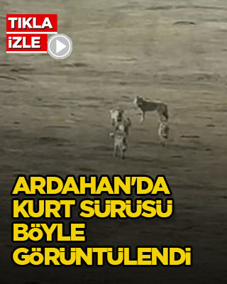 Ardahan'da kurt sürüsü böyle görüntülendi