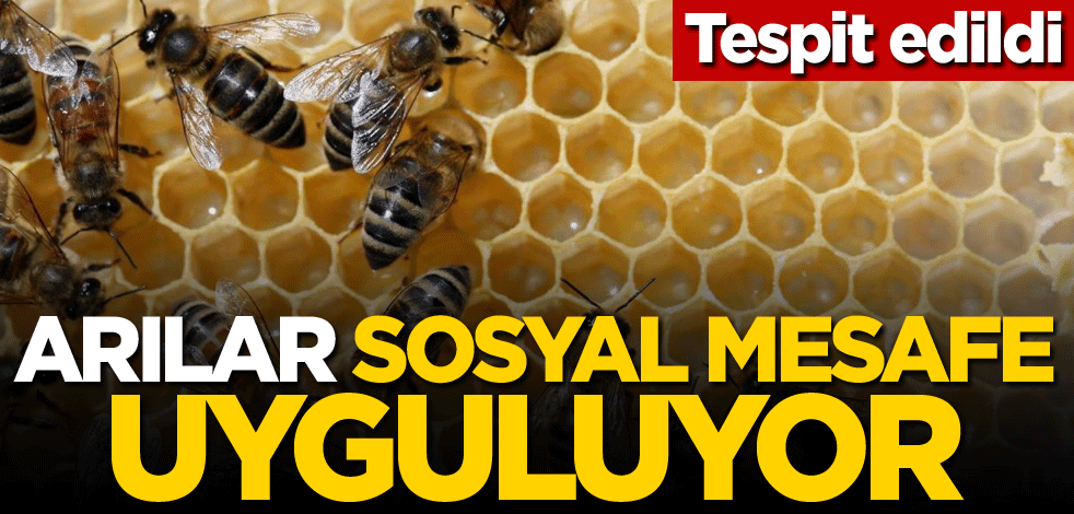 Arıların sosyal mesafe uyguladığı ortaya çıktı