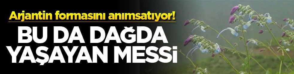 Arjantin formasını anımsatıyor! Bu da dağda yaşayan Messi
