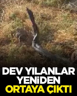 Artan sıcaklıklar yaban hayatını da etkiledi! Dev yılanlar yeniden ortaya çıktı