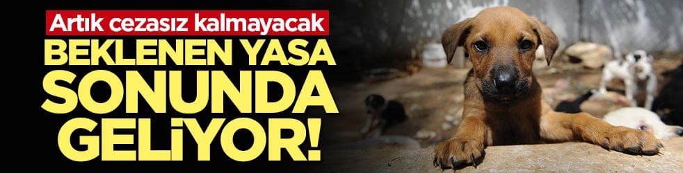 Artık cezasız kalmayacak! Hayvan haklarını korumayla ilgili yasa geliyor