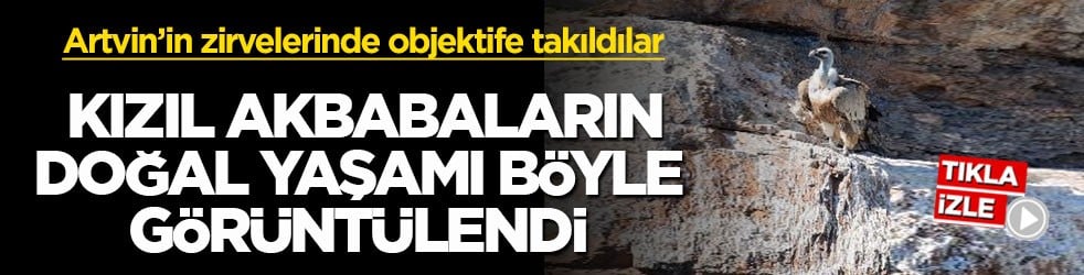 Artvin’in zirvelerinde objektife takıldılar! Kızıl akbabaların doğal yaşamı böyle görüntülendi