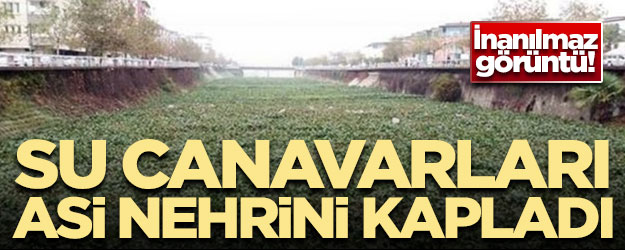 Asi Nehri'ni su canavarları kapladı!