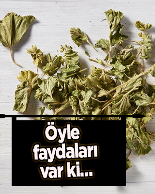 Aslan pençesi çiçeği: Destek veren ilaç gibi bitki, İki damla yetiyor! Hangi hastalıklara iyi gelir, neye yarar?