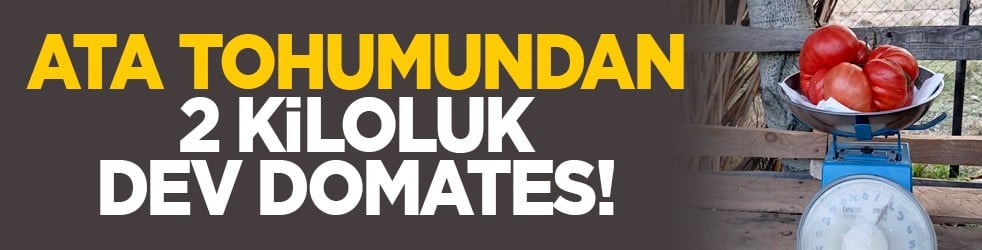Ata tohumundan 2 kiloluk dev domates!