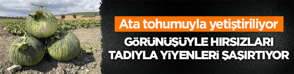 Ata tohumuyla yetiştiriliyor! Görünüşüyle hırsızları, tadıyla yiyenleri şaşırtıyor