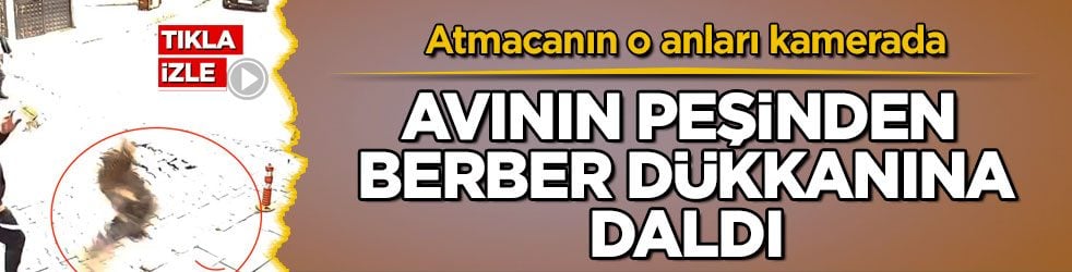 Atmacanın o anları kamerada! Avının peşinden berber dükkanına daldı