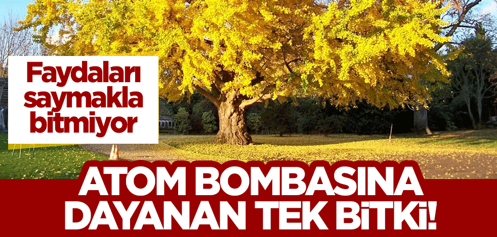 Atom bombasına dayanan tek bitki! Faydaları saymakla bitmiyor