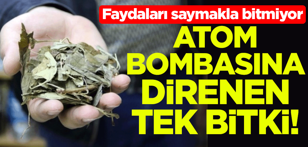 Atom bombasına direnen tek bitki! Faydaları saymakla bitmiyor