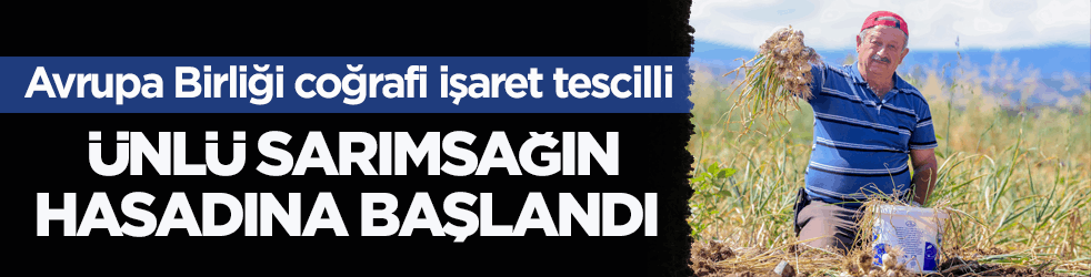 Avrupa Birliği coğrafi işaret tescilli! Ünlü sarımsağın hasadına başlandı 