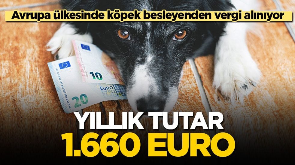Avrupa ülkesinde köpek besleyenden vergi alınıyor! Yıllık tutar 1.660 euro