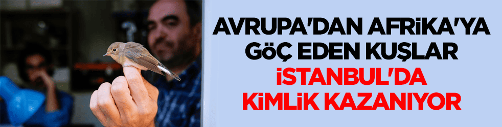 Avrupa'dan Afrika'ya göç ediyorlar! O kuşlar İstanbul'da kimlik kazanıyor