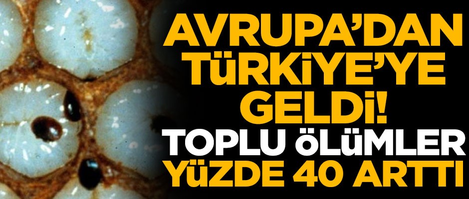 Avrupa'dan Türkiye'ye geldi! Toplu ölümler yüzde 40 arttı