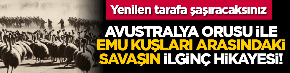 Avustralya orusu ile Emu Kuşları arasındaki savaşın ilginç hikayesi! Yenilen tarafa şaşıracaksınız