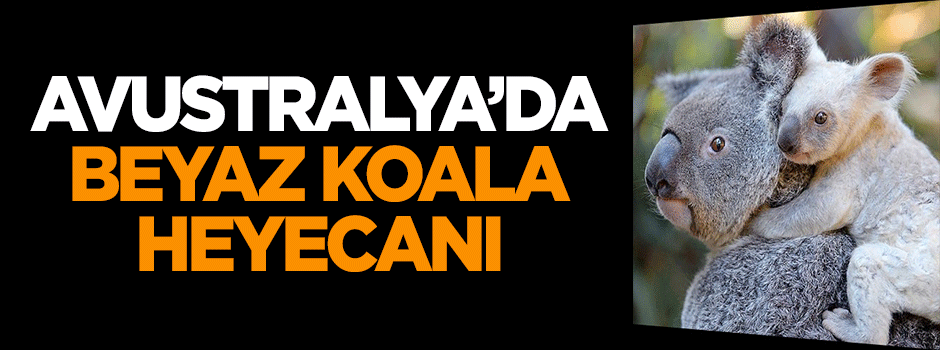 Avustralya'da beyaz koala heyecanı!