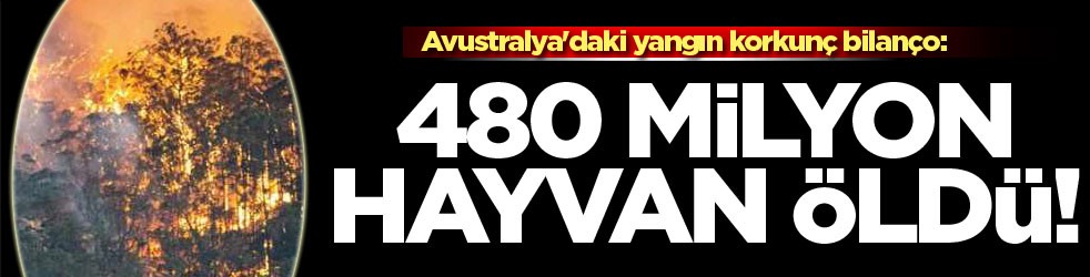 Avustralya'daki yangın korkunç bilanço: 480 milyon hayvan öldü