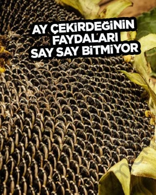 Ay çekirdeğinin faydaları nelerdir? Çekirdek yerken iki kere düşünün: Ne olduğunu hiç duydunuz mu?