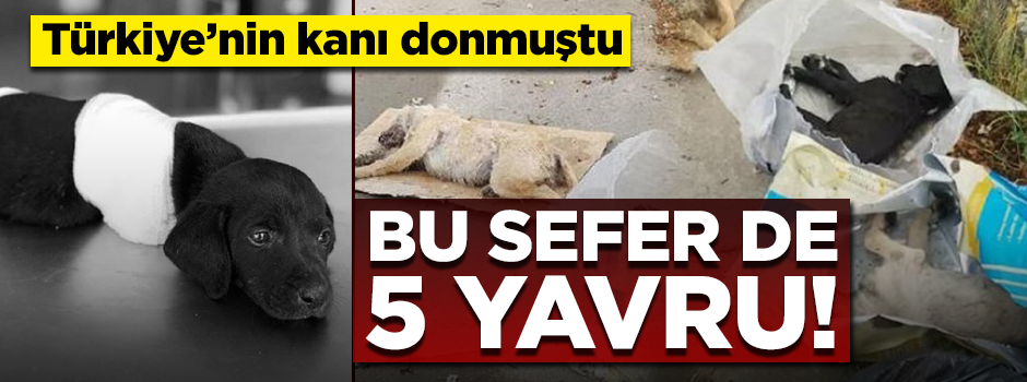 Ayakları kesile köpek olayının ardından yeni skandal!