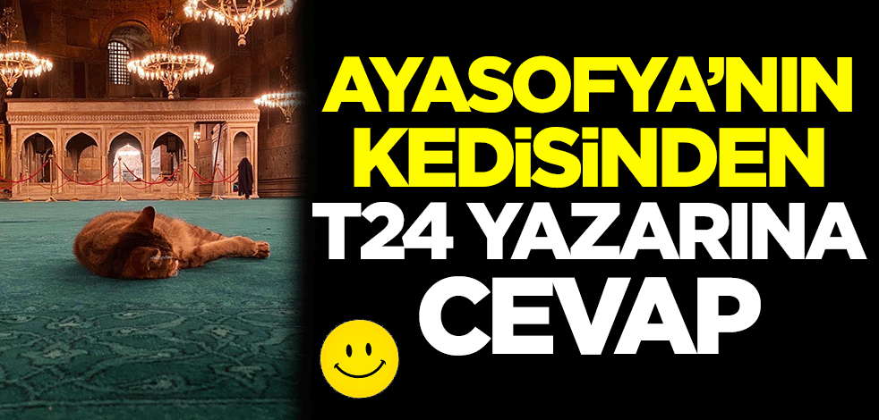 Ayasofya'nın kedisinden T24 yazarına cevap