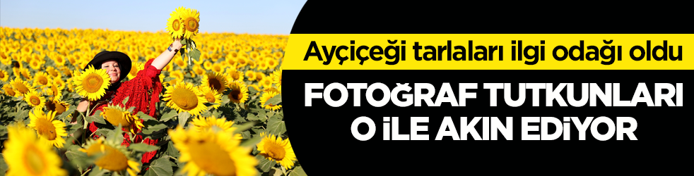 Ayçiçeği tarlaları ilgi odağı oldu! Fotoğraf tutkunları o ile akın ediyor
