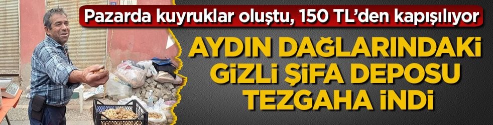 Aydın dağlarındaki gizli şifa deposu tezgaha indi: Pazarda kuyruklar oluştu, kilosu 150 TL’den kapışılıyor