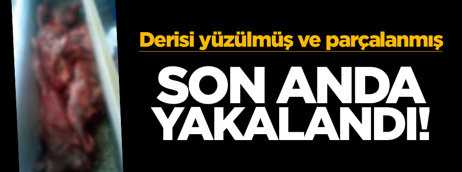 Aydın’da 450 kilogram kaçak domuz eti ele geçirildi