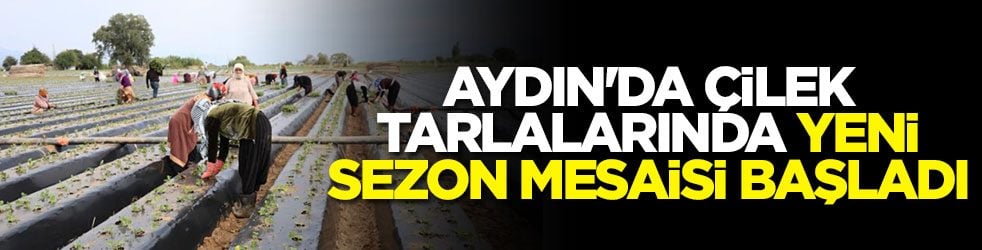 Aydın'da çilek tarlalarında yeni sezon mesaisi başladı