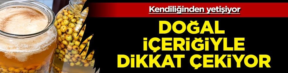 Aydın'ın dağlarında kendiliğinden yetişiyor: Alıç toplama zamanı geldi! Alıç sirkesinin fiyatı 1.620 lira...