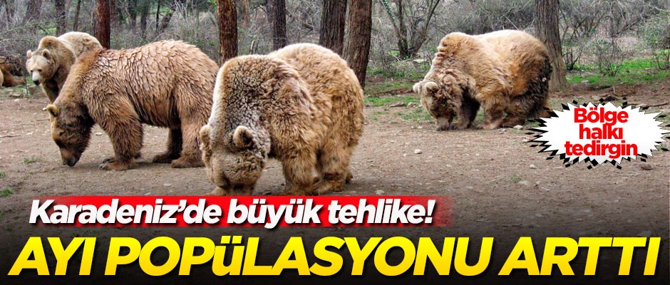 Ayı popülasyonu arttı! Doğu Karadeniz halkı tedirgin