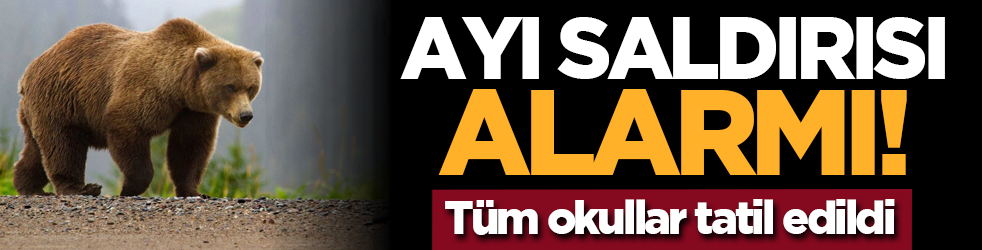 Ayı saldırısı alarmı! Tüm okullar tatil edildi