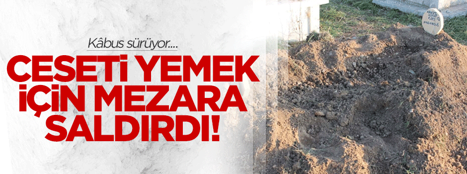 Ayı yine ceset yemek için mezara saldırdı!