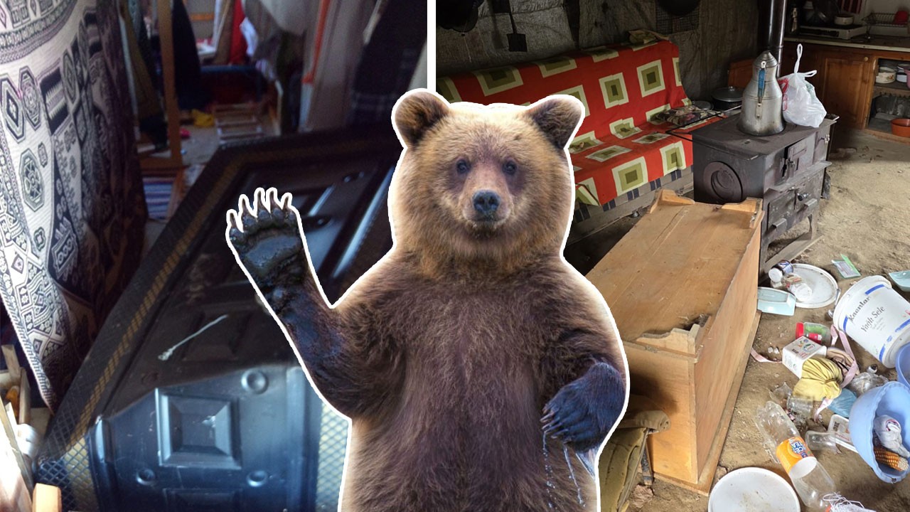 Ayılar çelik kapıları da kağıt gibi buruşturup evleri dağıtmaya başladı! Koca oğlan engel tanımıyor!