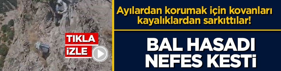 Ayılardan korumak için kovanları kayalıklardan sarkıttılar! Bal hasadı nefes kesti