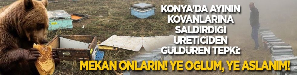 Ayının kovanlarına saldırdığı üreticiden güldüren tepki: Mekan onların! Ye oğlum, ye aslanım!