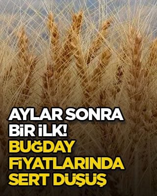 Aylar sonra bir ilk! Buğday fiyatlarında sert düşüş