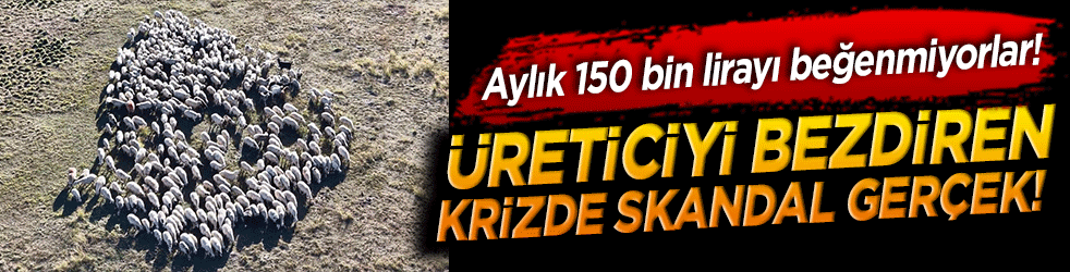 Aylık 150 bin lirayı beğenmiyorlar! Üreticiyi bezdiren çoban krizinde skandal gerçek!