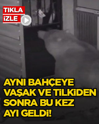 Aynı bahçeye bu kez ayı geldi!