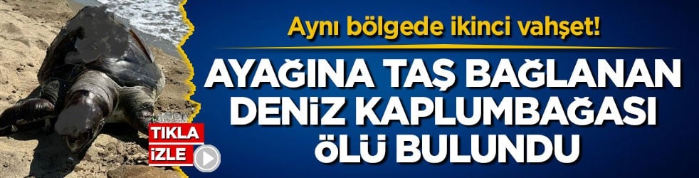 Aynı bölgede ikinci vahşet! Ayağına taş bağlanan deniz kaplumbağası ölü bulundu