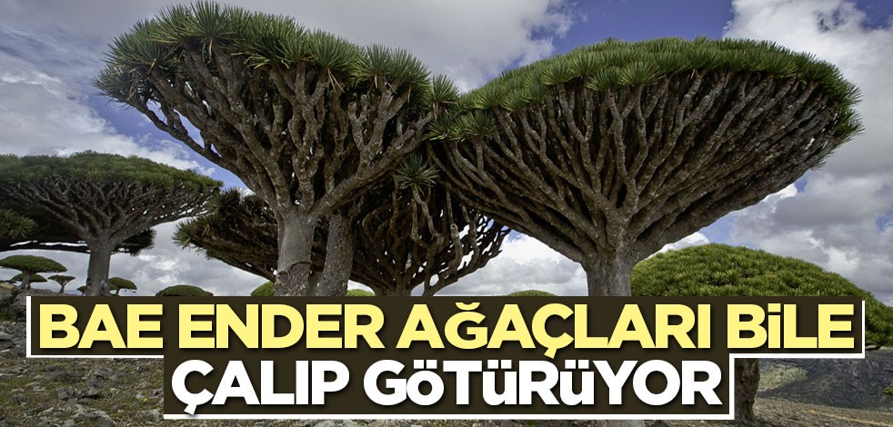 BAE ender ağaçları bile çalıp götürüyor