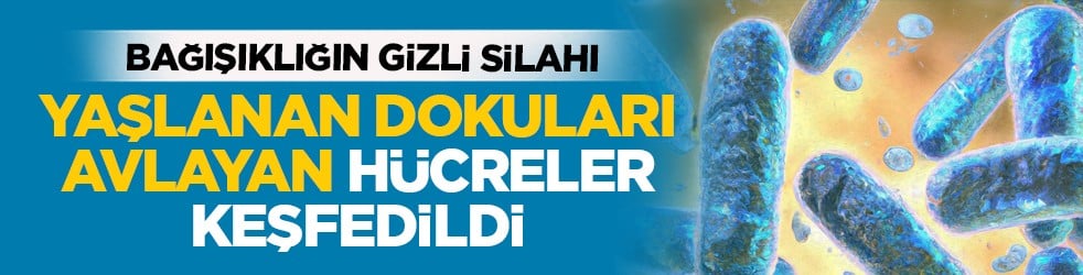 Bağışıklığın gizli silahı: Yaşlanan dokuları avlayan hücreler keşfedildi