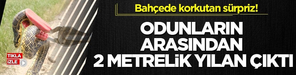 Bahçede korkutan sürpriz! Odunların arasından 2 metrelik yılan çıktı